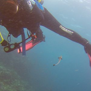 24  Remora Looking For A Friend