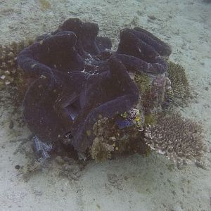 35  Giant Clam At Manila Channel