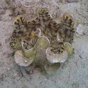 36 Giant Clam