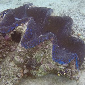 37  Giant Clam