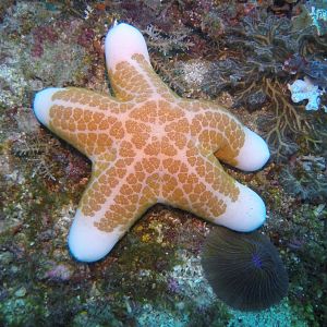 40  Starfish
