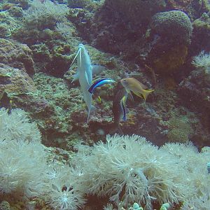 45  Cleaning Station