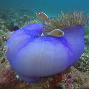 49  Clown Fish Locked Out