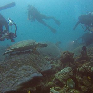 51  Turtle Coming Thru