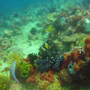 Vlcsnap-2018-04-18-22h35m20s778