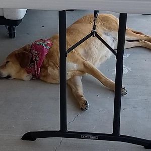 Pooped Puppy