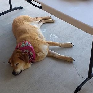 Pooped Puppy