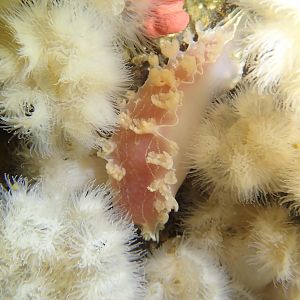 Nudi in a field of white