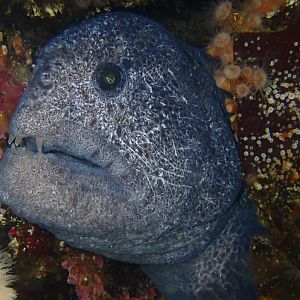 huge wolf eel