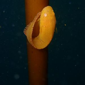 snailfish