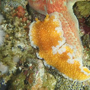 orange peel nudi
