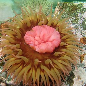 Anemone