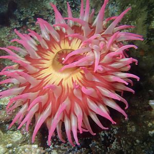 Anemone