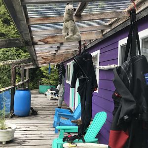Wet Hanging out