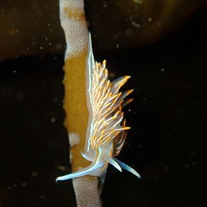 Nudi