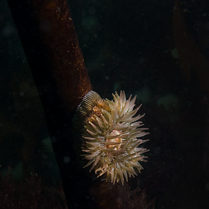 Anemone on Kelp