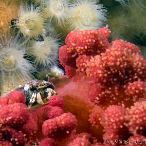 Crab