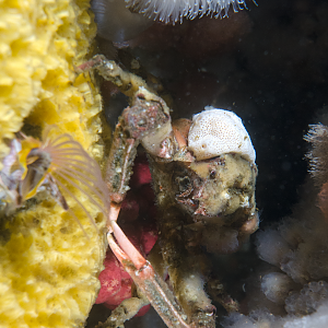 Disillussioned Crab