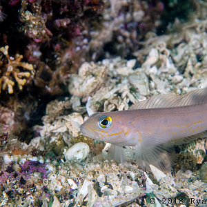 Fish of some sort