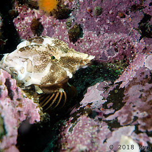 Grunt Sculpin