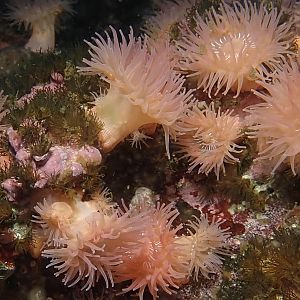 Brooding anemones