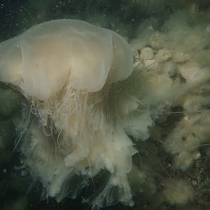 sea nettle