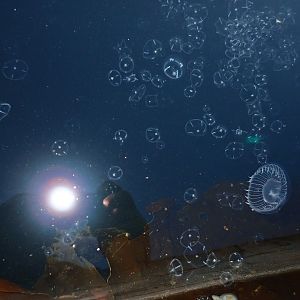 Jelly invasion