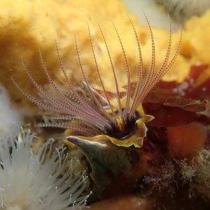 barnacle
