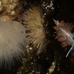 nudi
