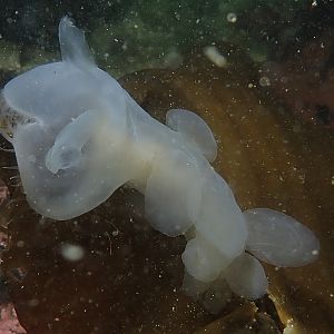 hooded nudi