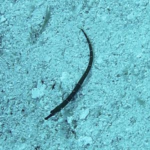 Baby pipefish 2