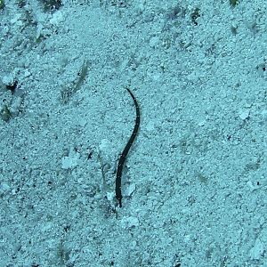Baby pipefish 1
