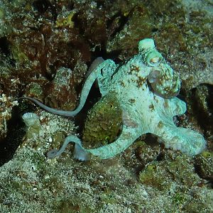 Octopus Hunting