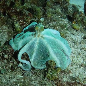 Octopus covering prey