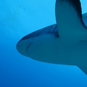 Shark time
