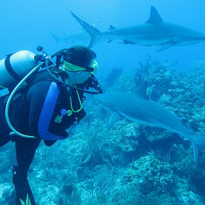 Ms Kjennmisstrading Dives searches for sharks
