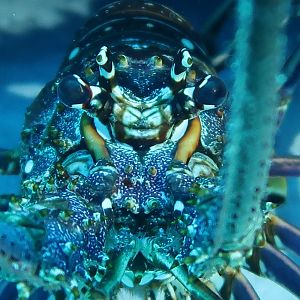 Lobster on the watch