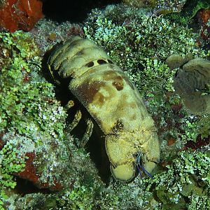 Slipper lobster on lookout