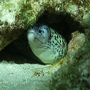 Spotted eel