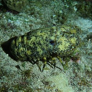 Slipper lobster