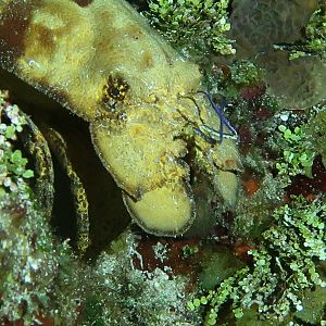 Slipper lobster up close