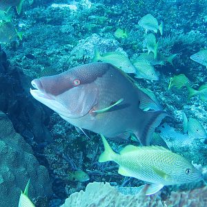 Hogfish