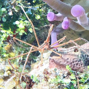 Arrow spider crab closeup