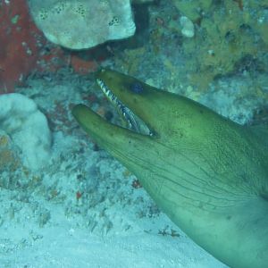 Green moray
