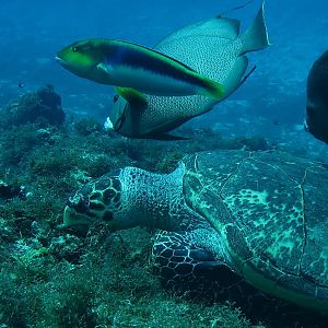 Reef top