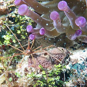 Arrow spider crab at anemone