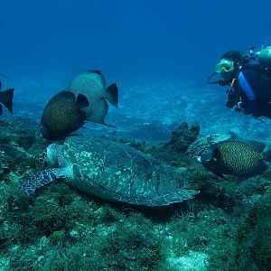 Ms KJenn Dives with turtle 2