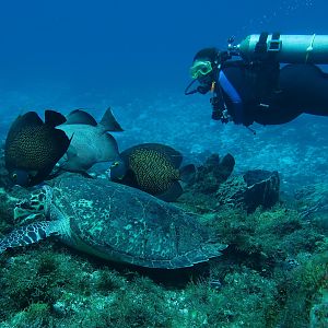 Ms KJenn Dives with turtle