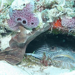 Splendid toadfish at home