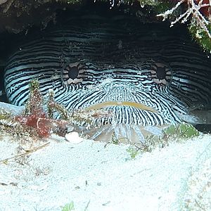 Splendid toadfish time